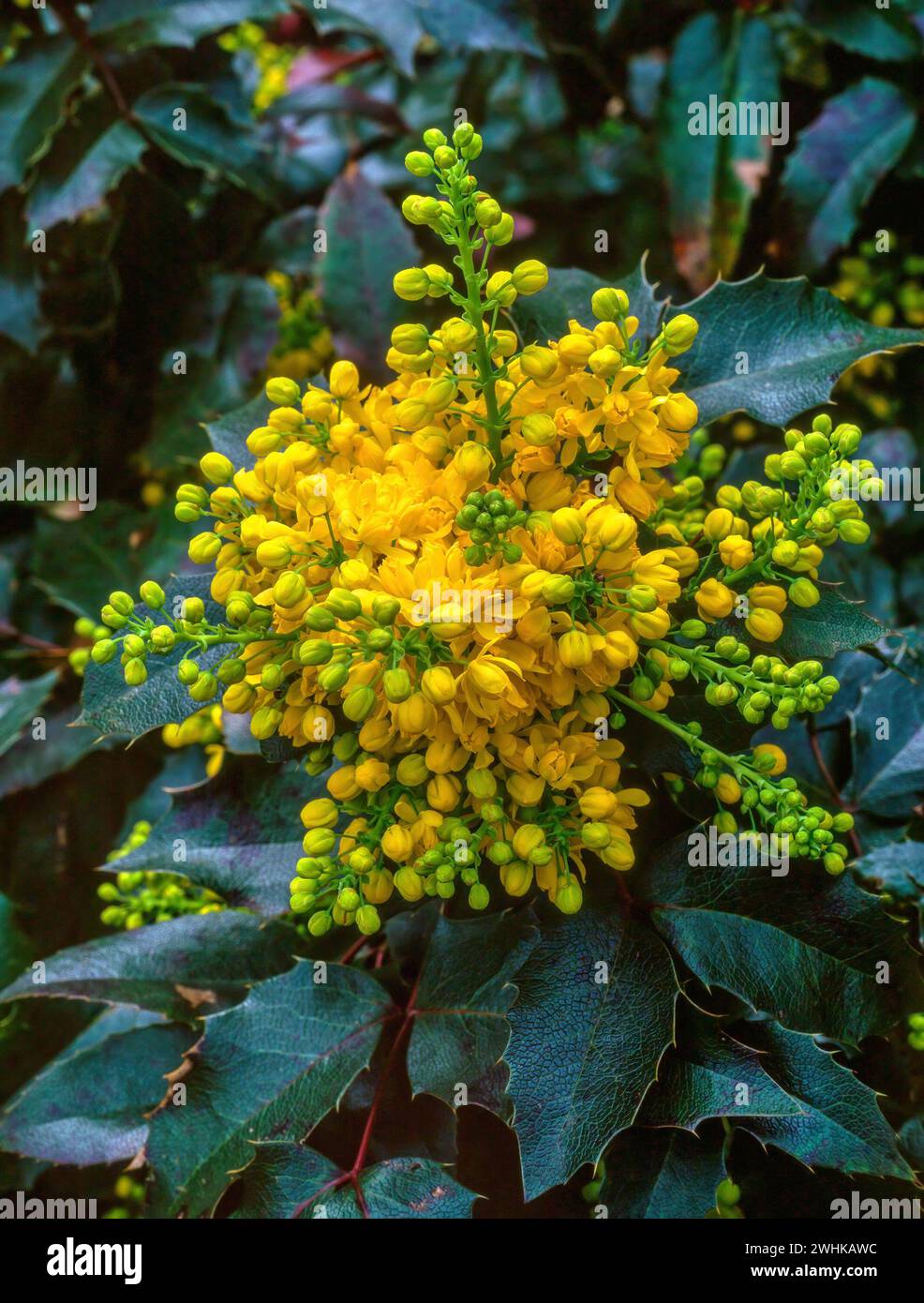 Closeup of bright yellow Mahonia aquifolium 'Apollo' flowers with dark green foliage, England, UK Stock Photo