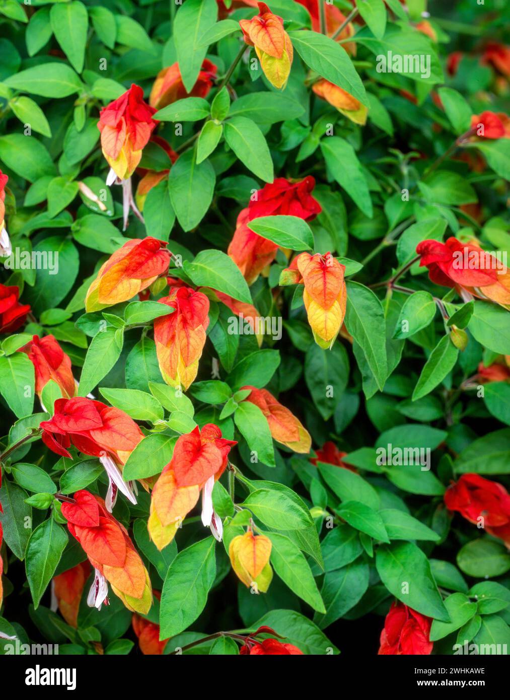 Autumn colour, Justicia brandegeeana, Beloperone guttata Mexican Shrimp Plant, Shrimp Plant, England, UK Stock Photo