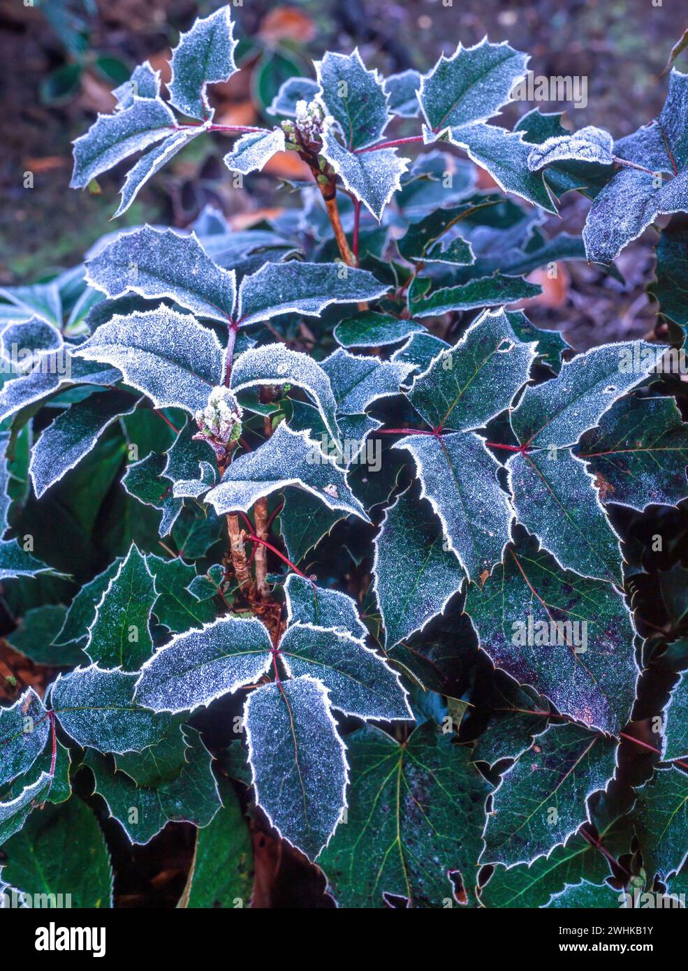 Mahonia wagnerii / aquifolium 'Apollo' leaves with hoar frost in Winter, England, UK Stock Photo