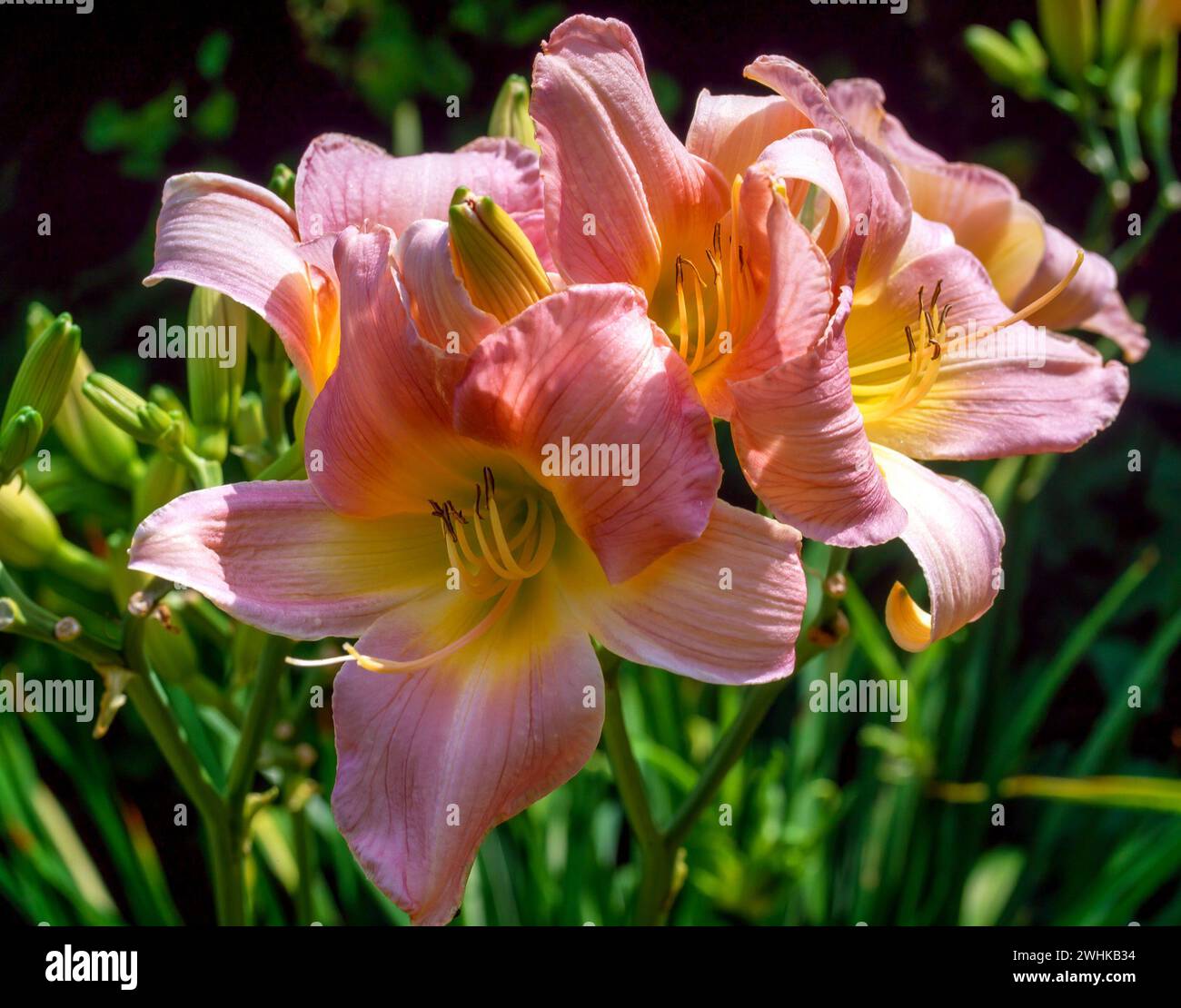 Closeup of two yellow and pink Daylily flowers, (Hemerocallis 'Catherine Woodberry') in English garden. Stock Photo