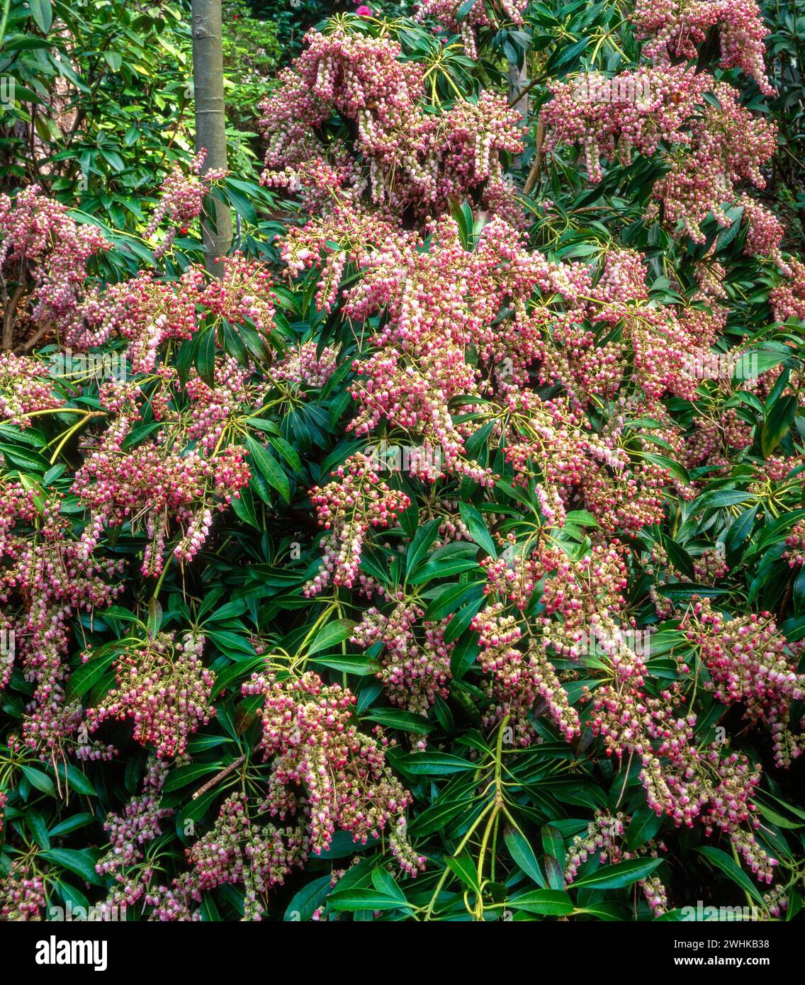Pieris Japonica (Japanese Andromeda) covered in pink blossom in English garden, UK Stock Photo