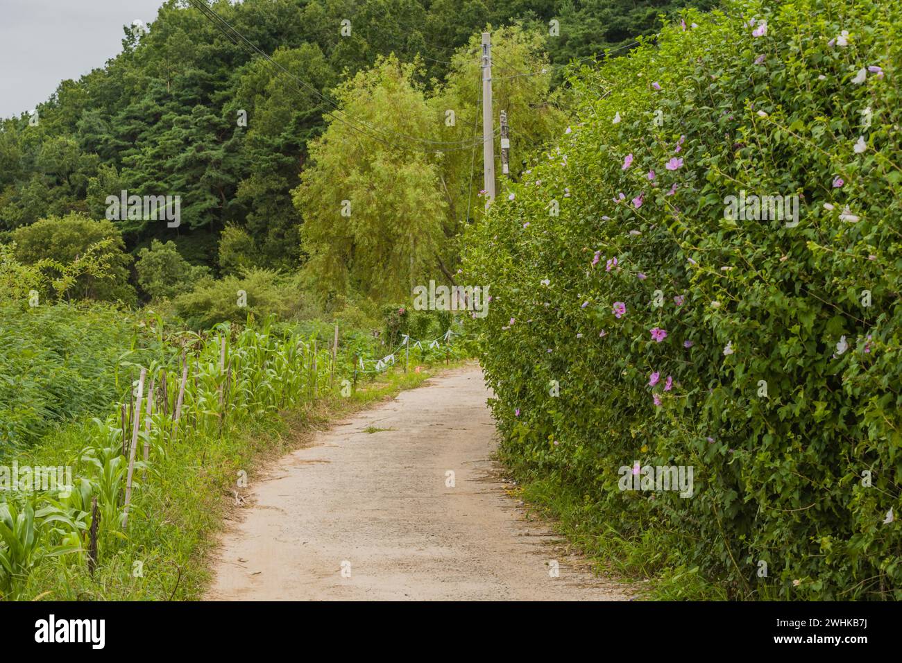Country walking trail that leads into lush green forest next to Rose of