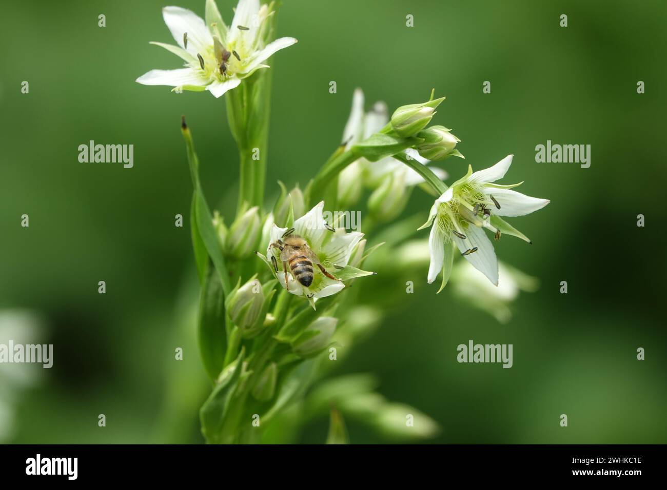 Swertia petiolata, felwort Stock Photo