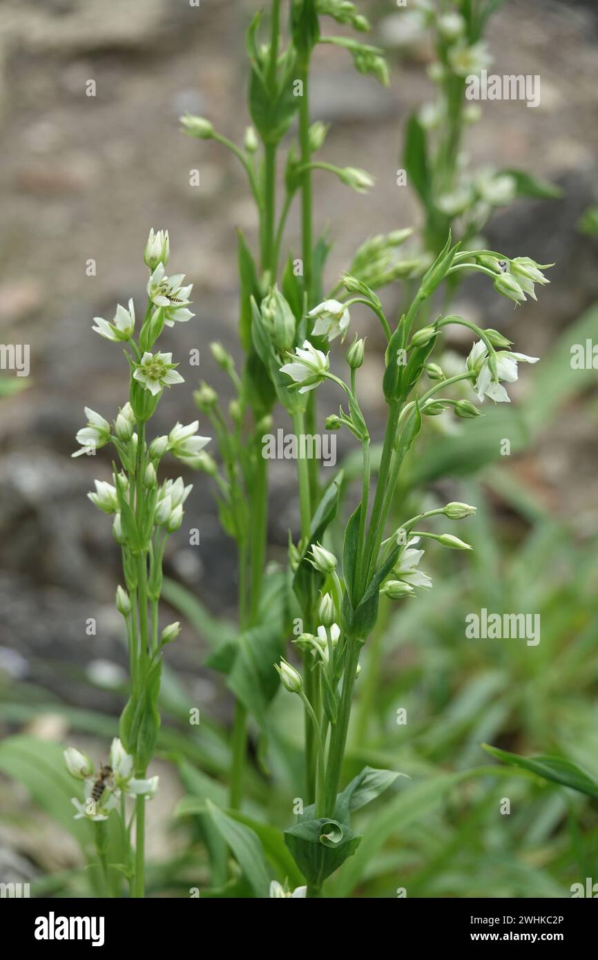 Swertia petiolata, felwort Stock Photo