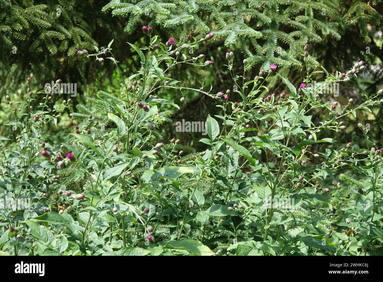 Klasea quinquefolia Stock Photo