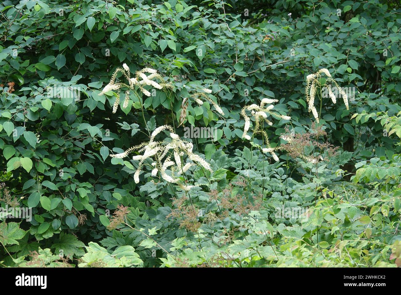 Cimicifuga japonica, Japanese bugbane Stock Photo