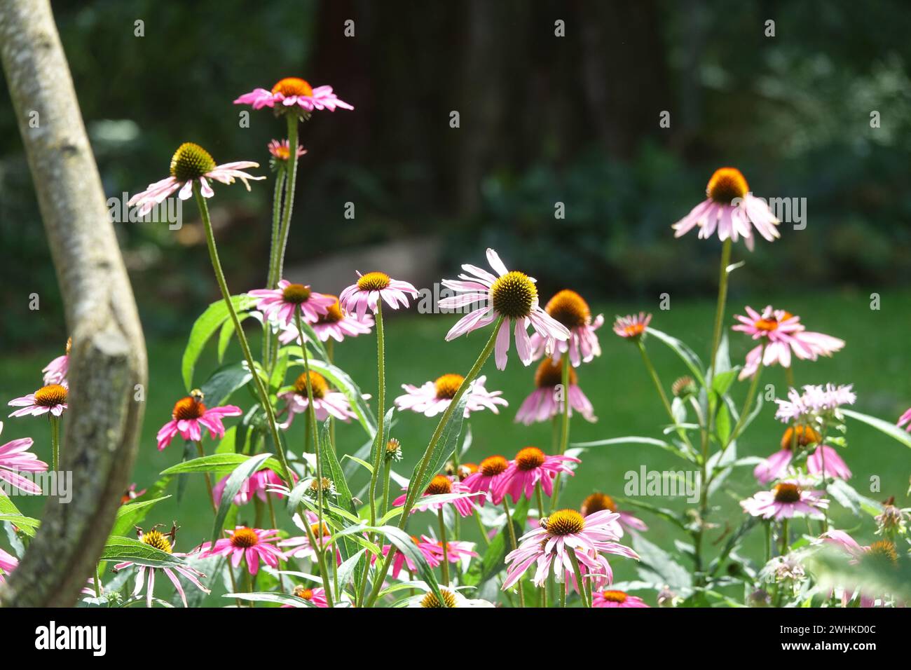 Rudbeckia tennesseensis, Tennessie coneflower Stock Photo