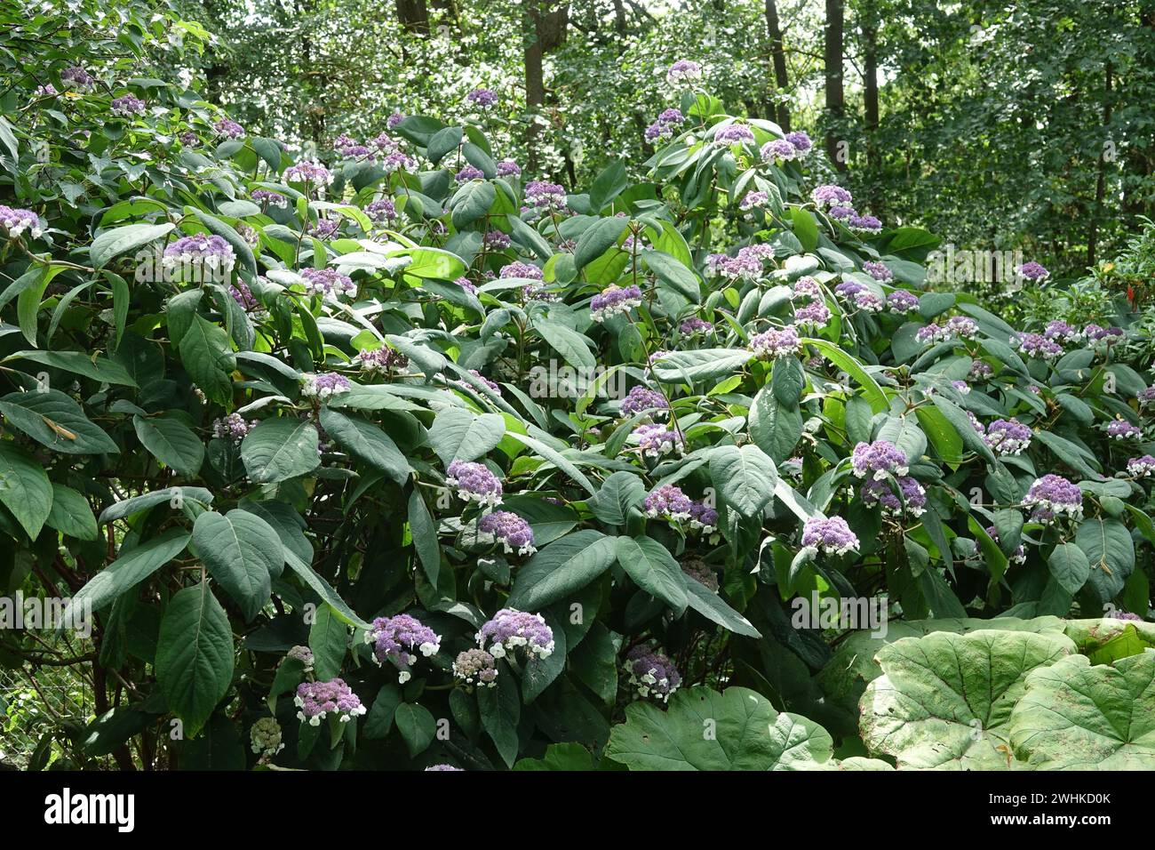 Hydrangea aspera, hortensia Stock Photo