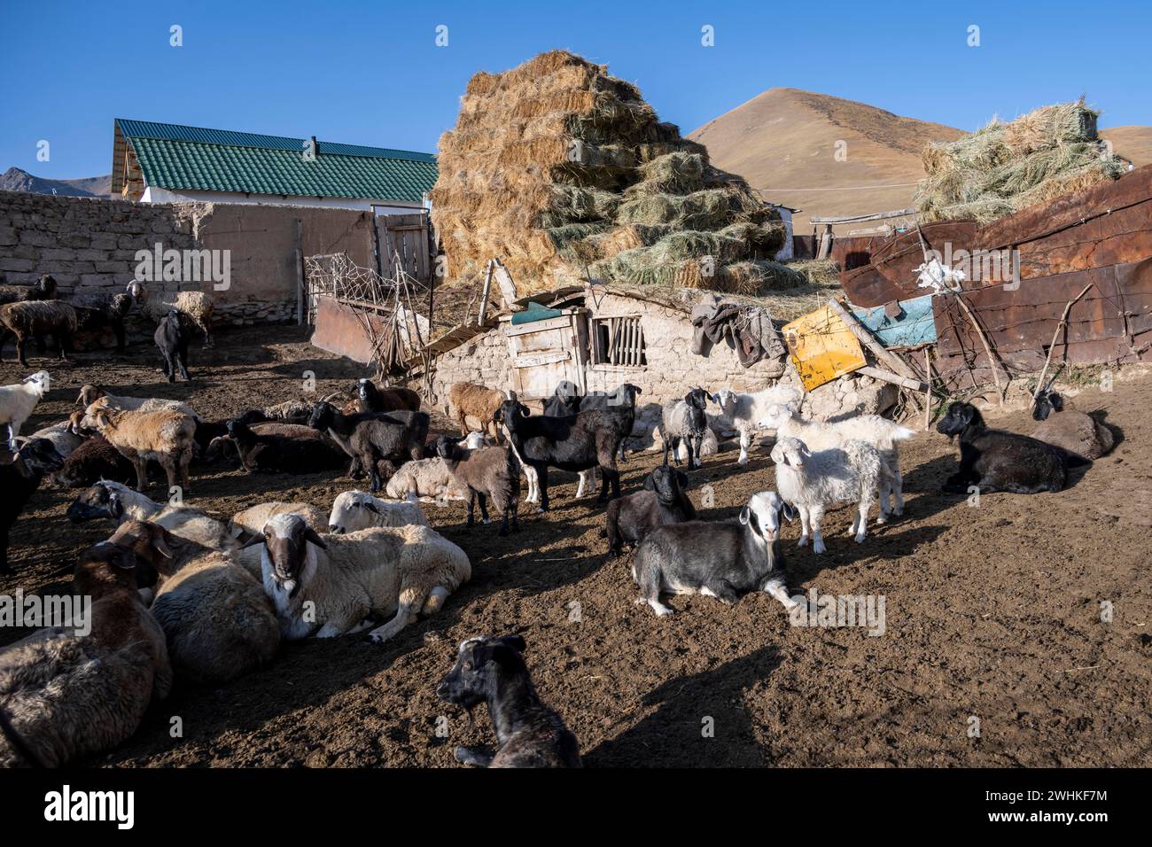 Sheep Haystack Traditional farm with sheep and haystacks, Kyrgyzstan Stock Photo - Alamy