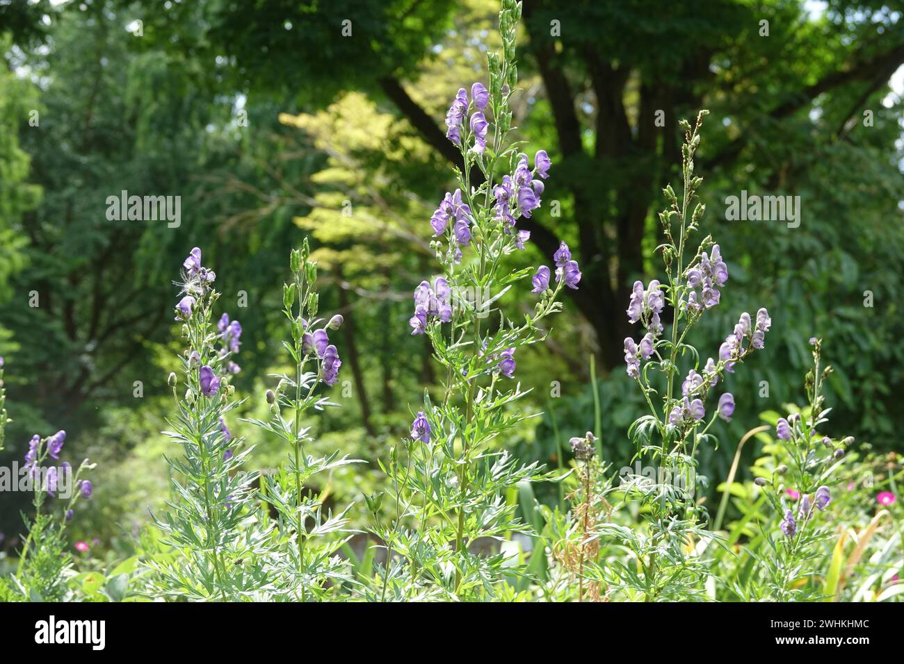 Aconitum columbianum, Columbia monkshood Stock Photo