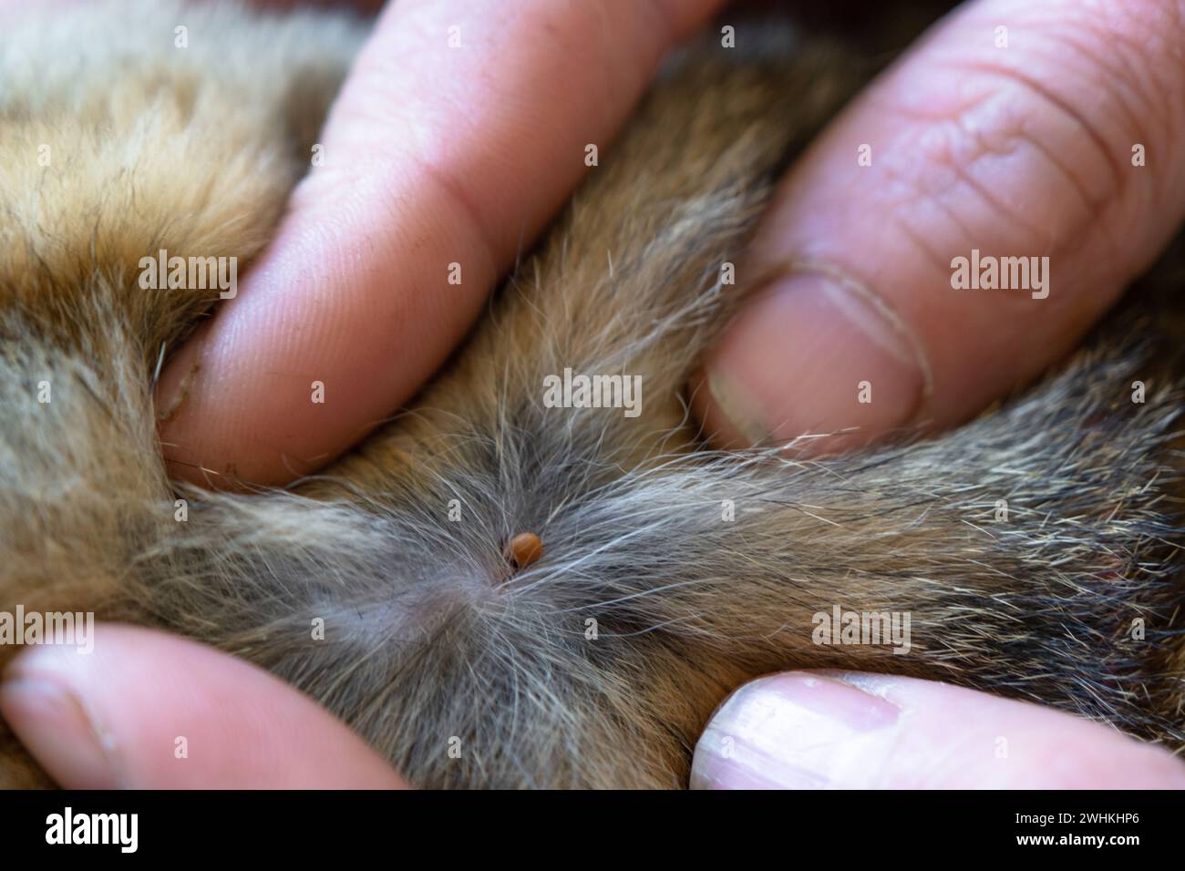 The tick bit into the skin under the cat's fur. Danger of encephalitic mites attack, pet protection on a walk, veterinary insect Stock Photo