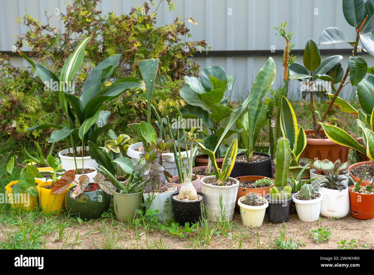 Domestic tropical plants are a group walking outside in the summer to accelerate growth. Walking home plants in pots in the gard Stock Photo