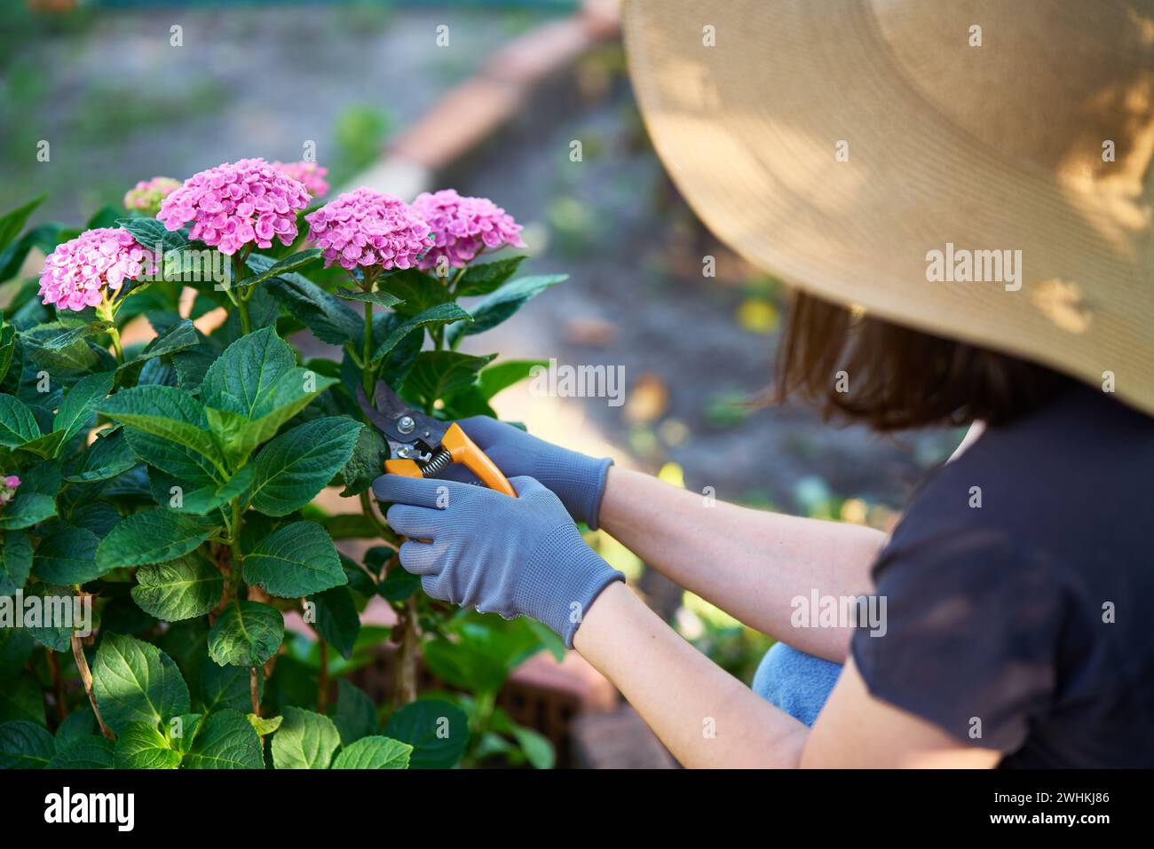Woman gardener cutting hydrangea flowers off with pruner for bouquet. Stock Photo