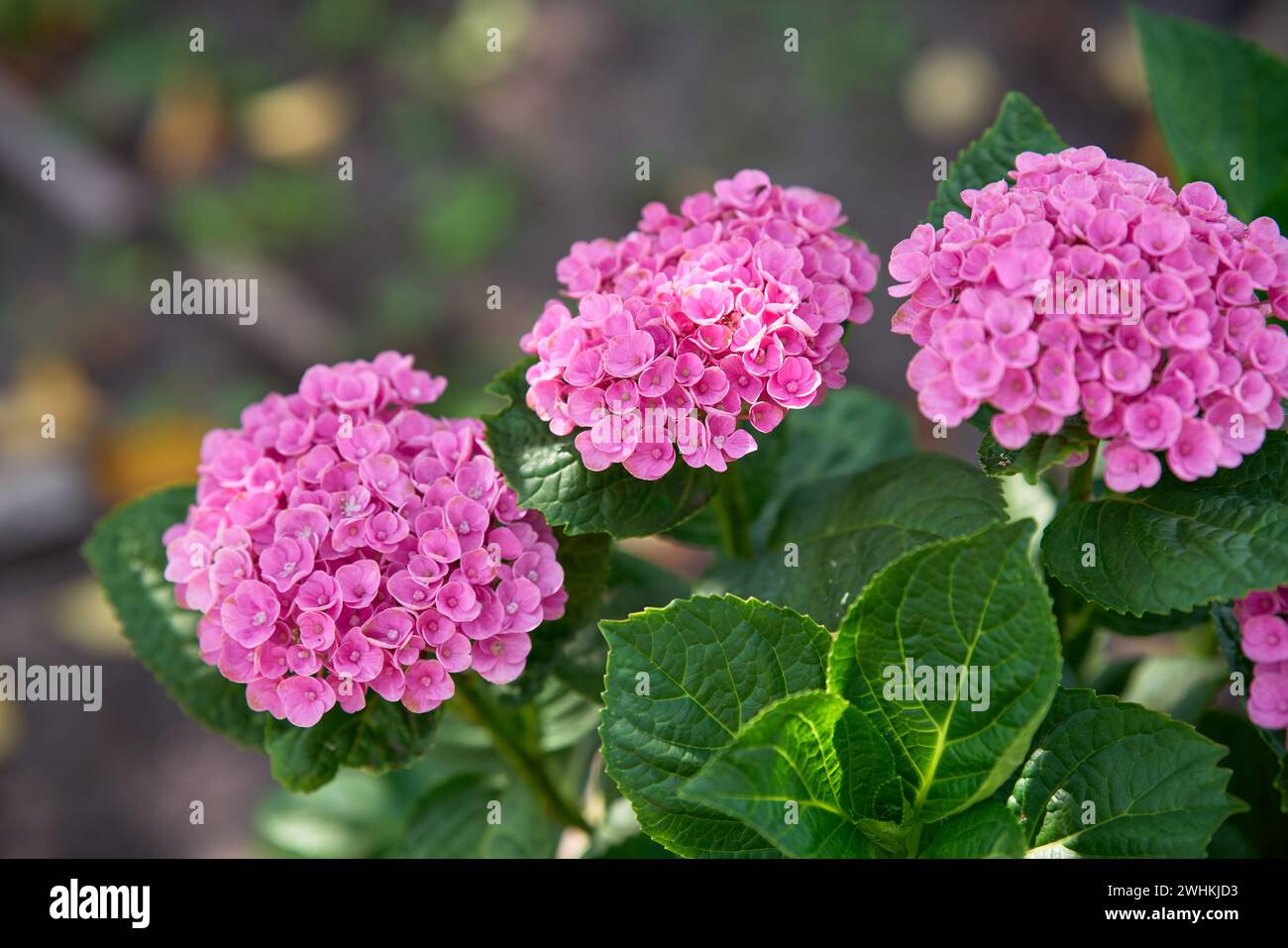 Pink Hydrangea flower. Hydrangea macrophylla. blooming in a garden ...