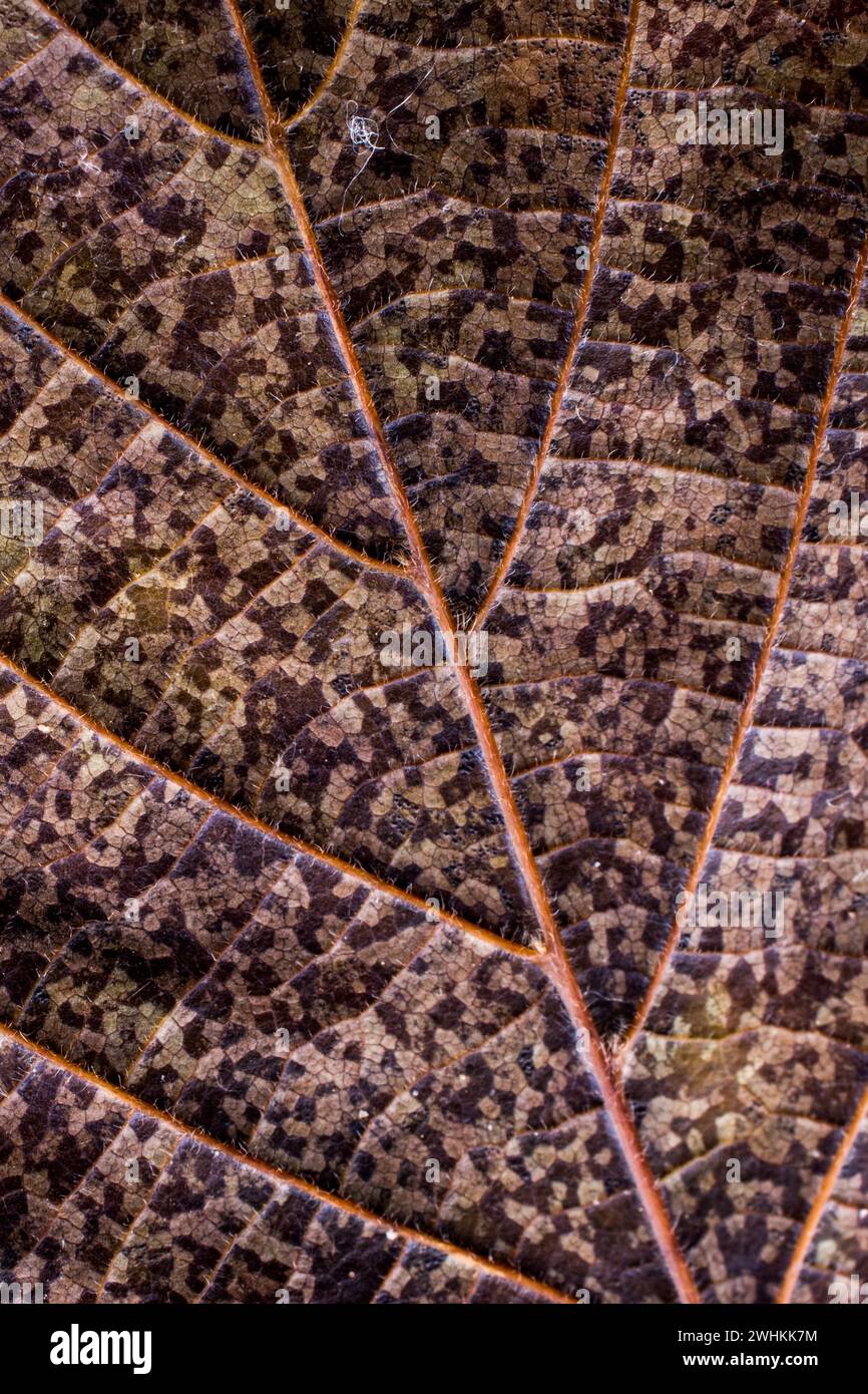 Close up dry leaf hi-res stock photography and images - Alamy