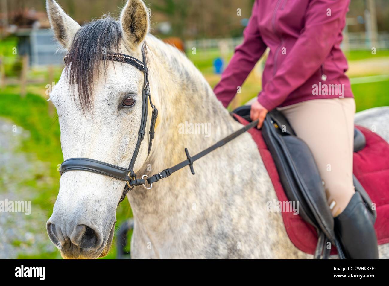 Female harness hi-res stock photography and images - Alamy