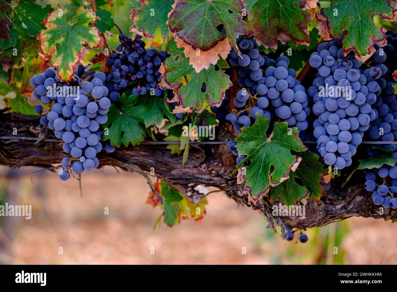 Grape Merlot Stock Photo