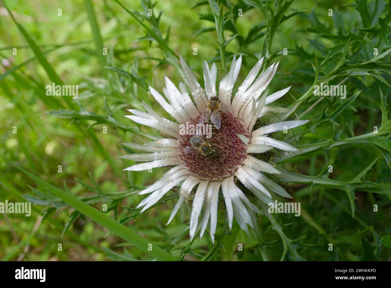 Honey bee (Apis mellifera) on silver thistle (Carlina acaulis), thistle, flower, plant, Schwaebisch Hall, Hohenlohe, Heilbronn-Franken Stock Photo
