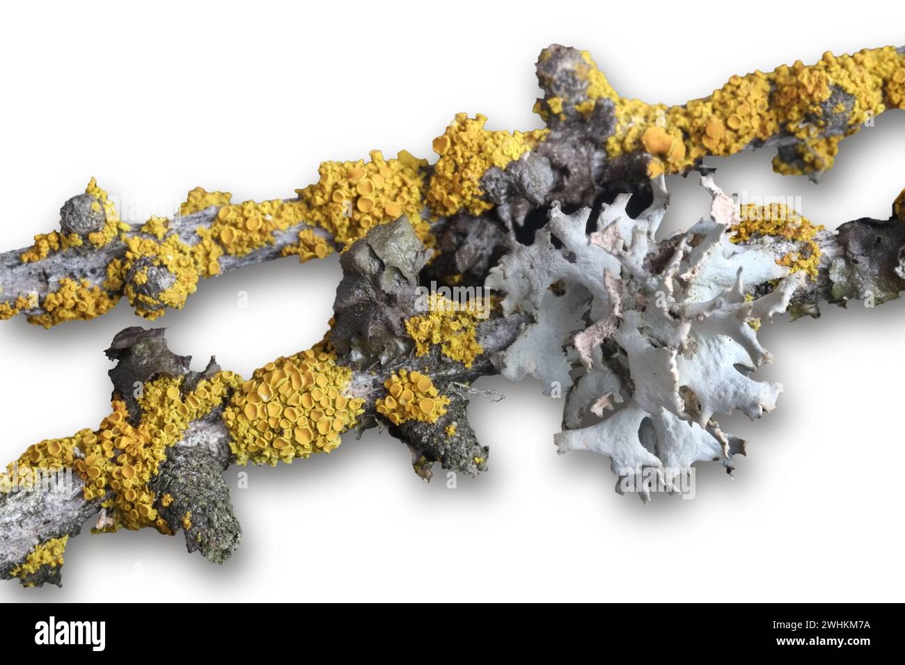 Lichen, yellow lichen, oakmoss lichen Stock Photo