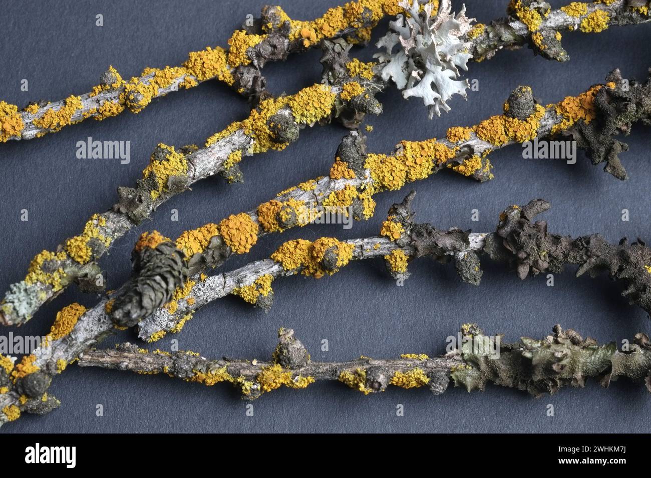 Yellow lichen, xanthoria parietina Stock Photo