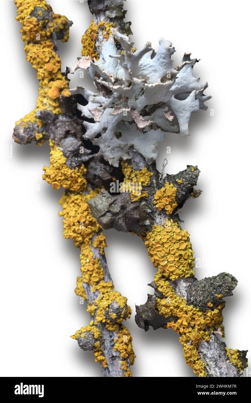 Oakmoss lichen and yellow lichen Stock Photo