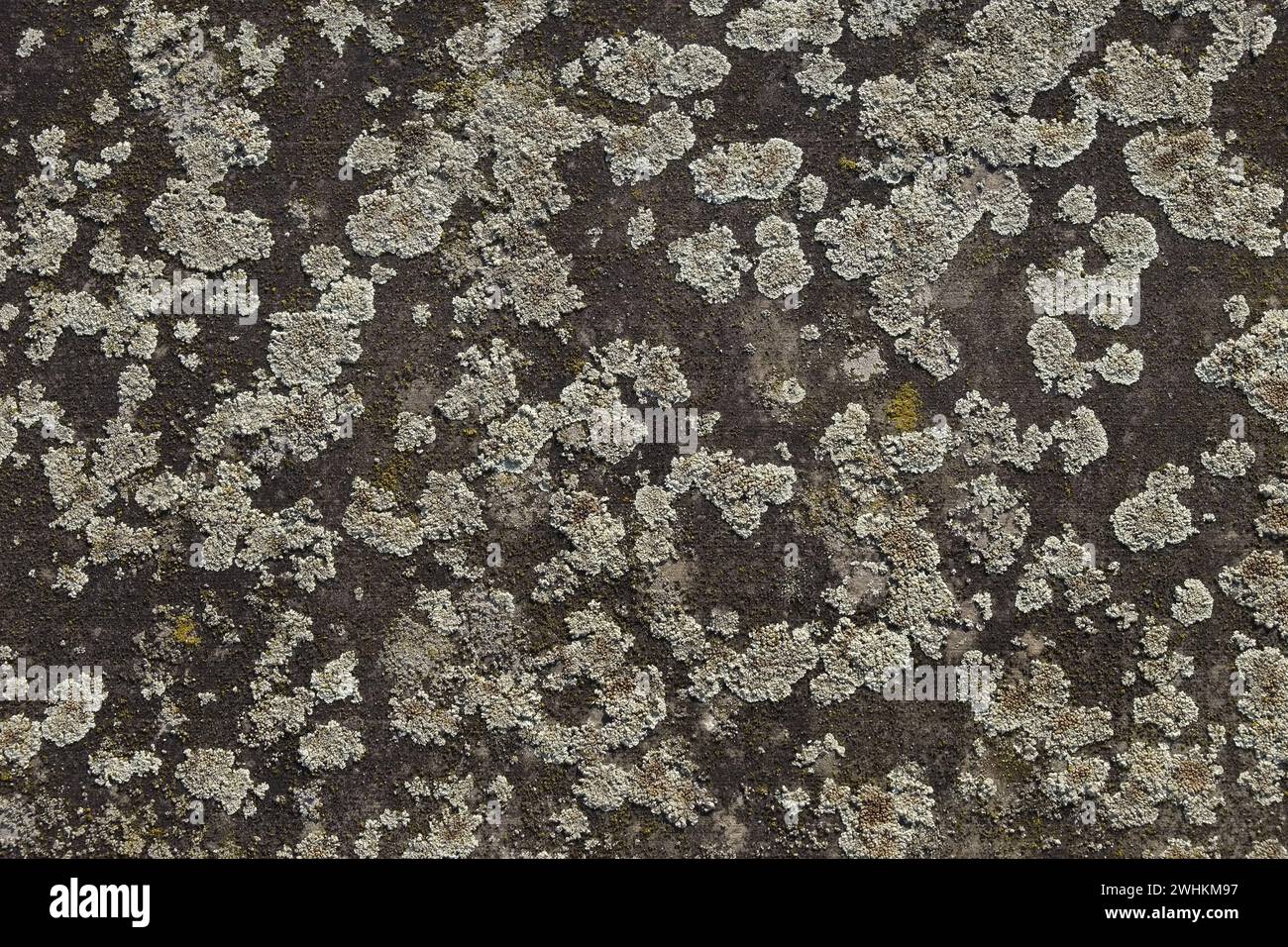Lichens, crustacean lichen Stock Photo