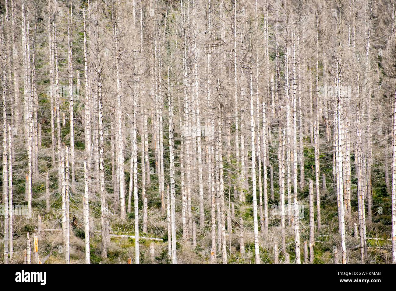 Global forest hi-res stock photography and images - Alamy