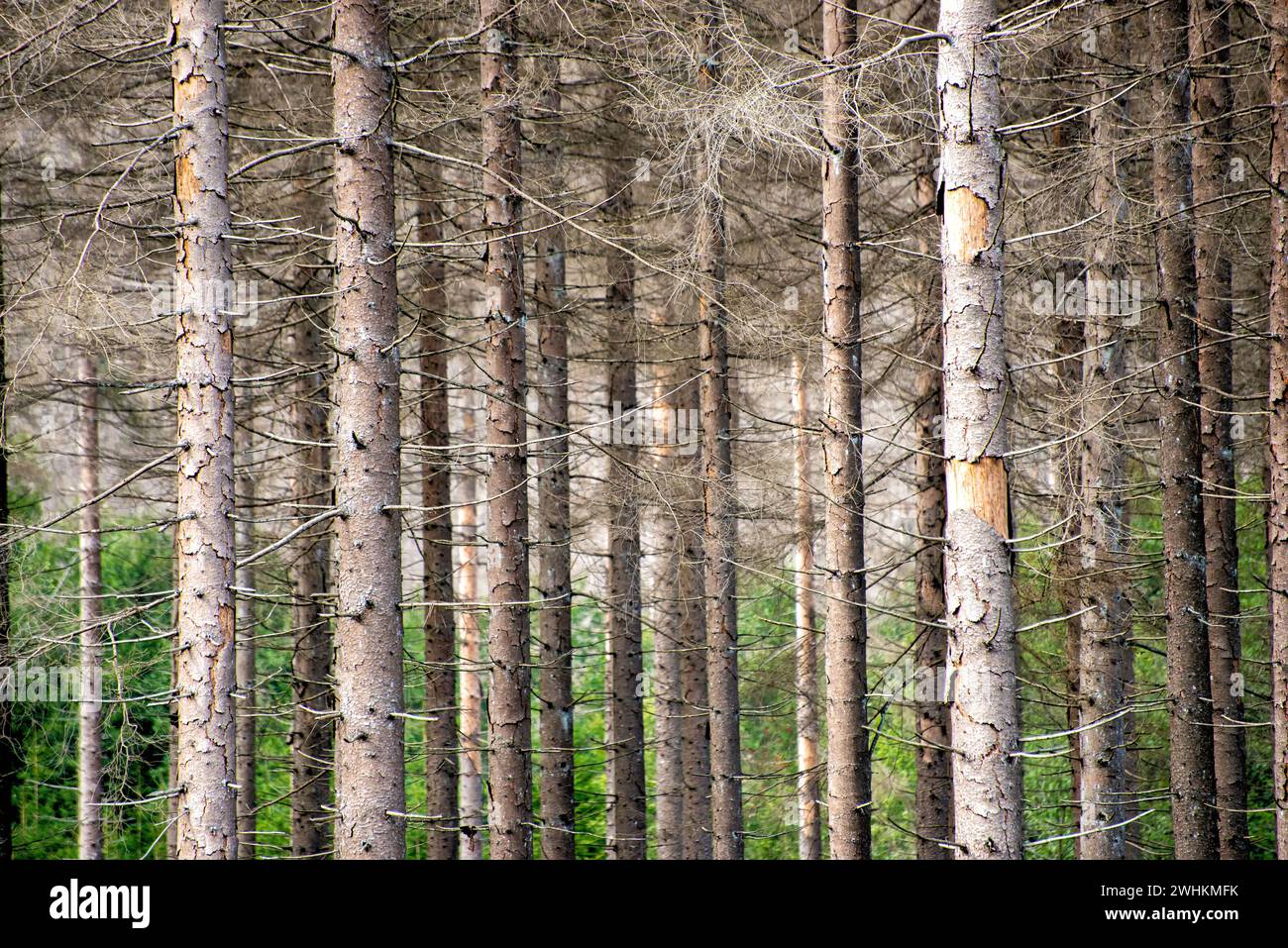 Forest dieback decline dead hi-res stock photography and images - Alamy
