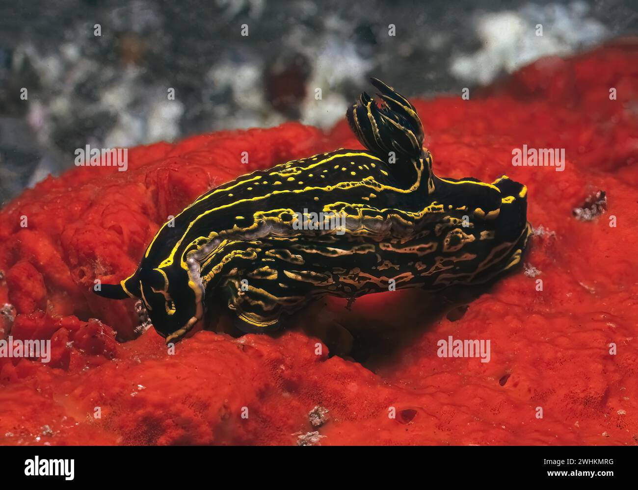 Magnificent star snail (Felimare picta) (formerly genus Hypselodoris) Nudibranch Aftergill crawls over eats red crustose sponge (Crambe crambe) Stock Photo