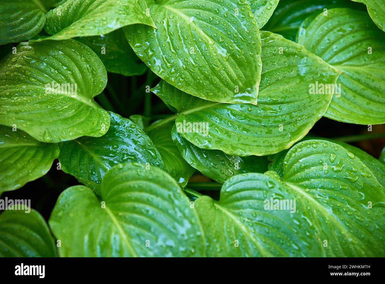 Natural background of green hosta leaves with raindrops Stock Photo