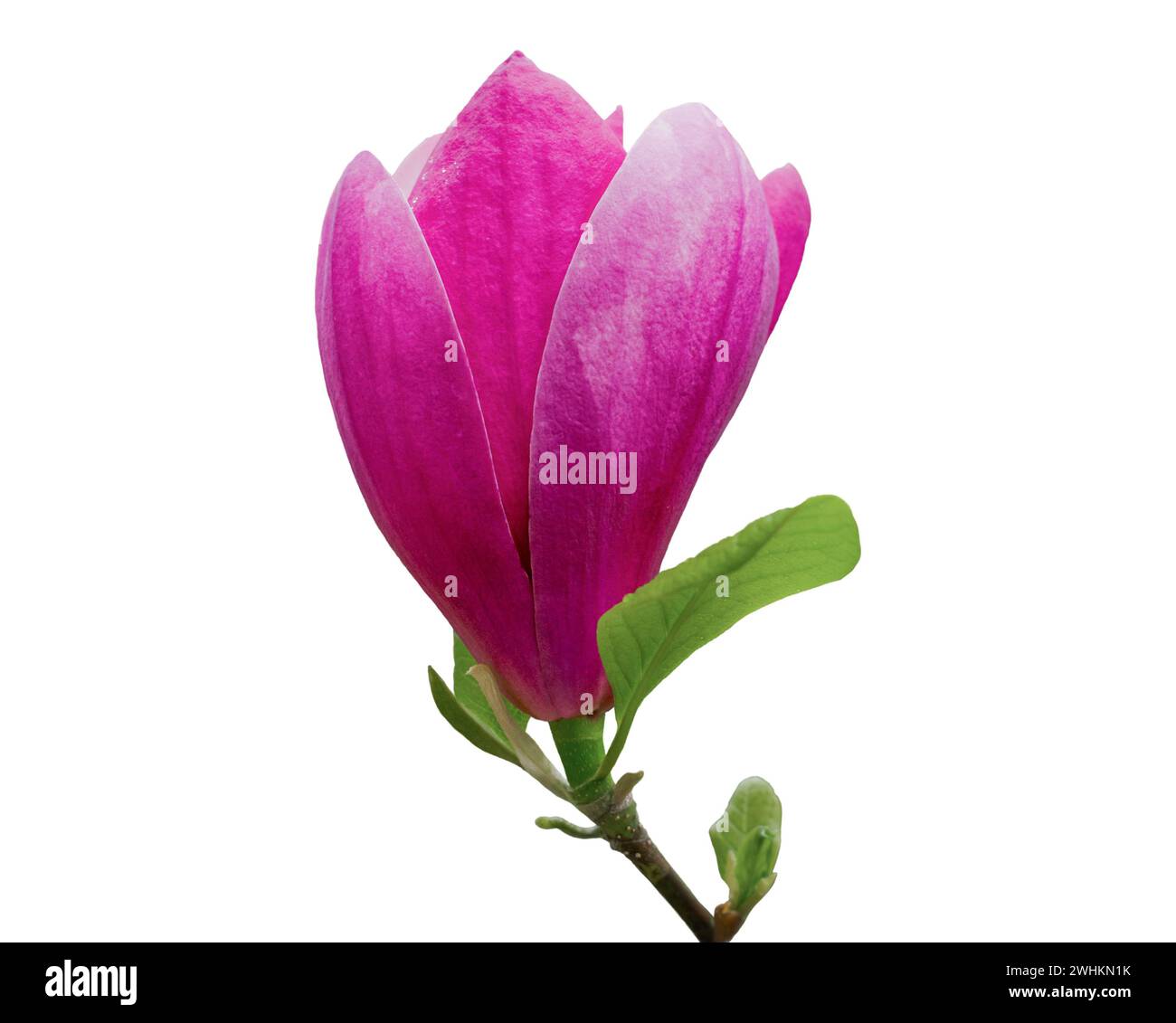 Pink magnolia flower isolated on white background Stock Photo - Alamy