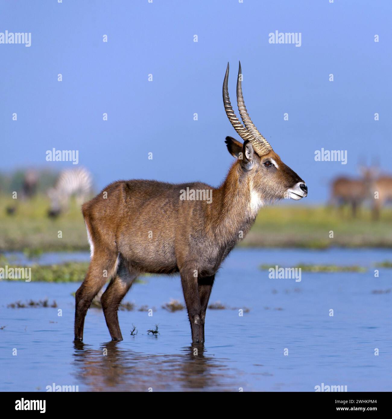 My Image 20