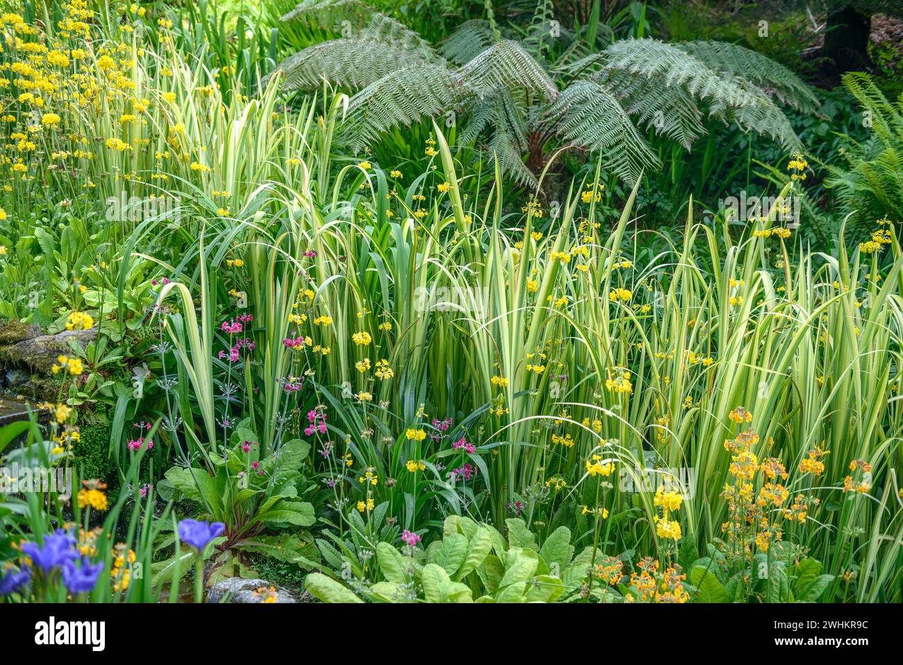 Calamus (Acorus calamus 'Variegatus'), Trebah Garden, Federal Republic of Germany Stock Photo