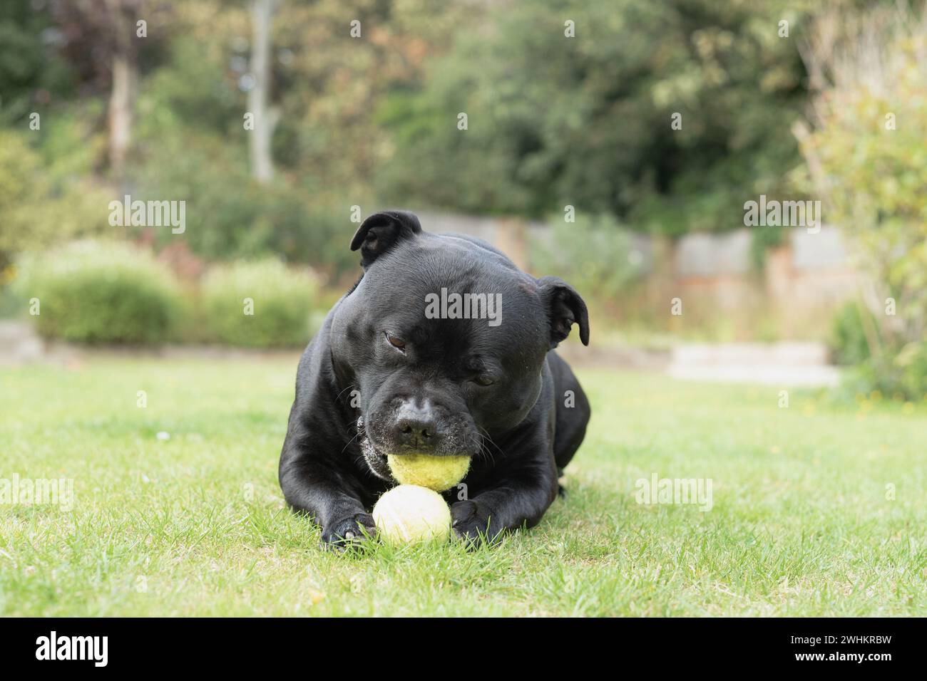 Bull chewing grass hires stock photography and images Alamy