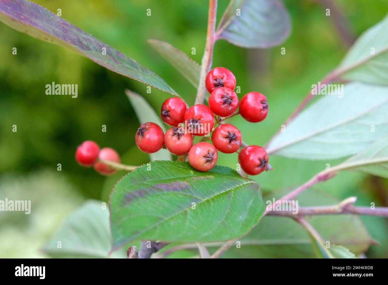 Felt chokeberry (Aronia arbutifolia 'Brilliant'), BS Saemann, Federal Republic of Germany Stock Photo