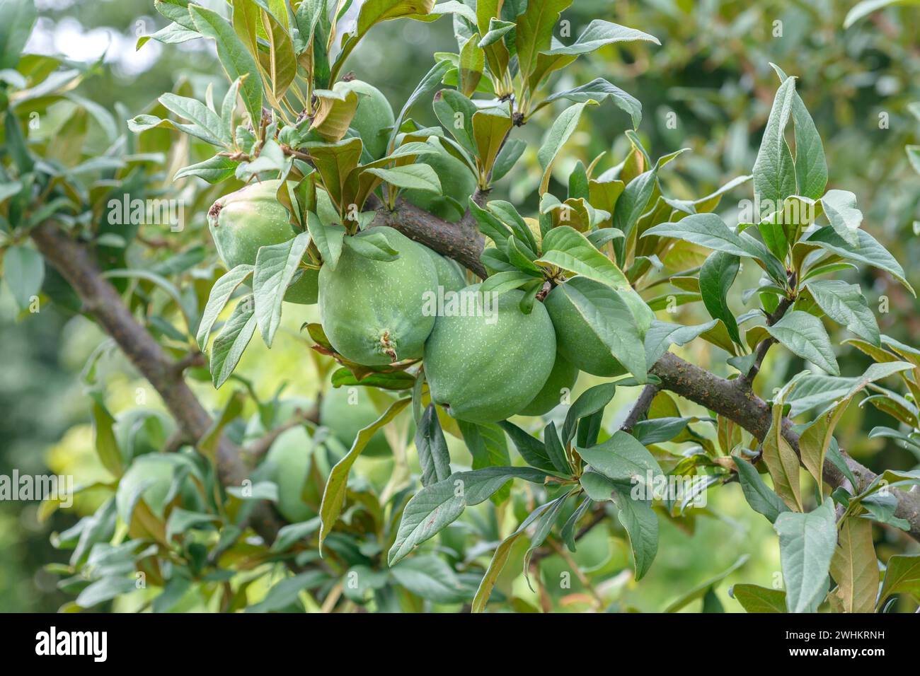 Cathaya ornamental quince (Chaenomeles cathayensis), Paul Schwieters nursery, Federal Republic of Germany Stock Photo