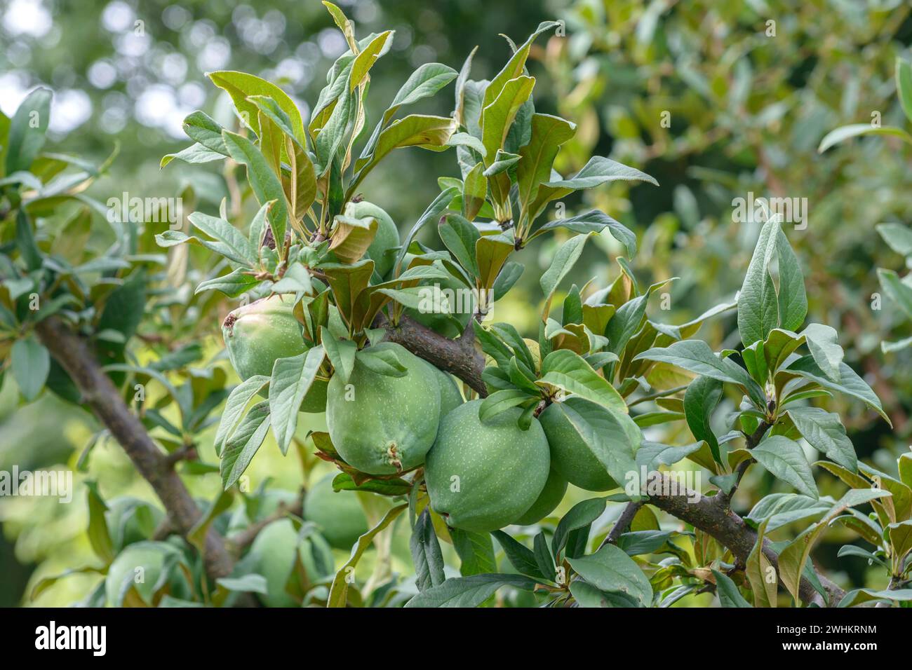 Cathaya ornamental quince (Chaenomeles cathayensis), Paul Schwieters nursery, Federal Republic of Germany Stock Photo