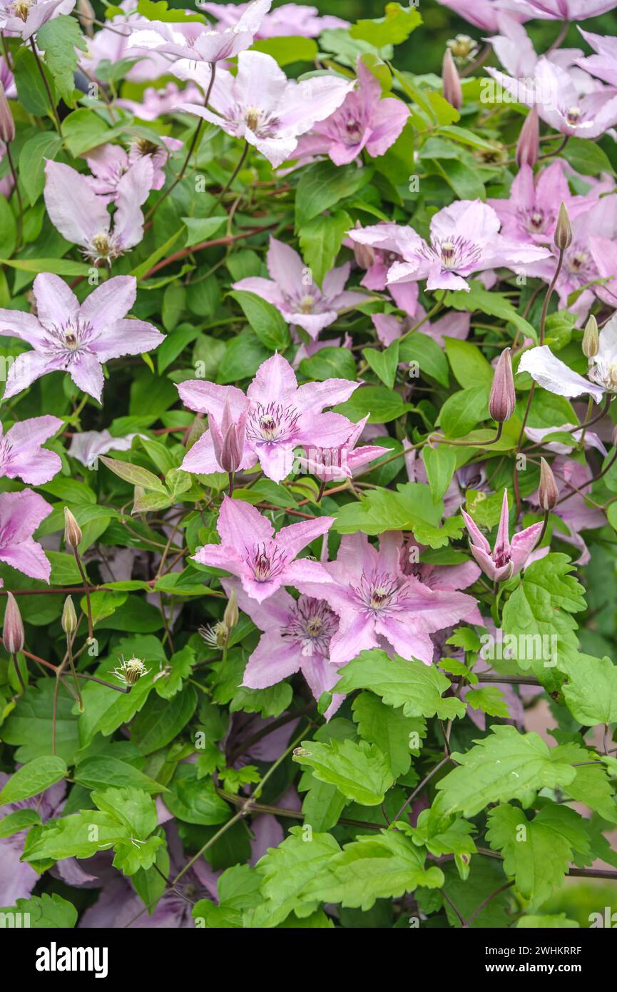 Clematis 'Hagley Hybrid', Federal Republic of Germany Stock Photo