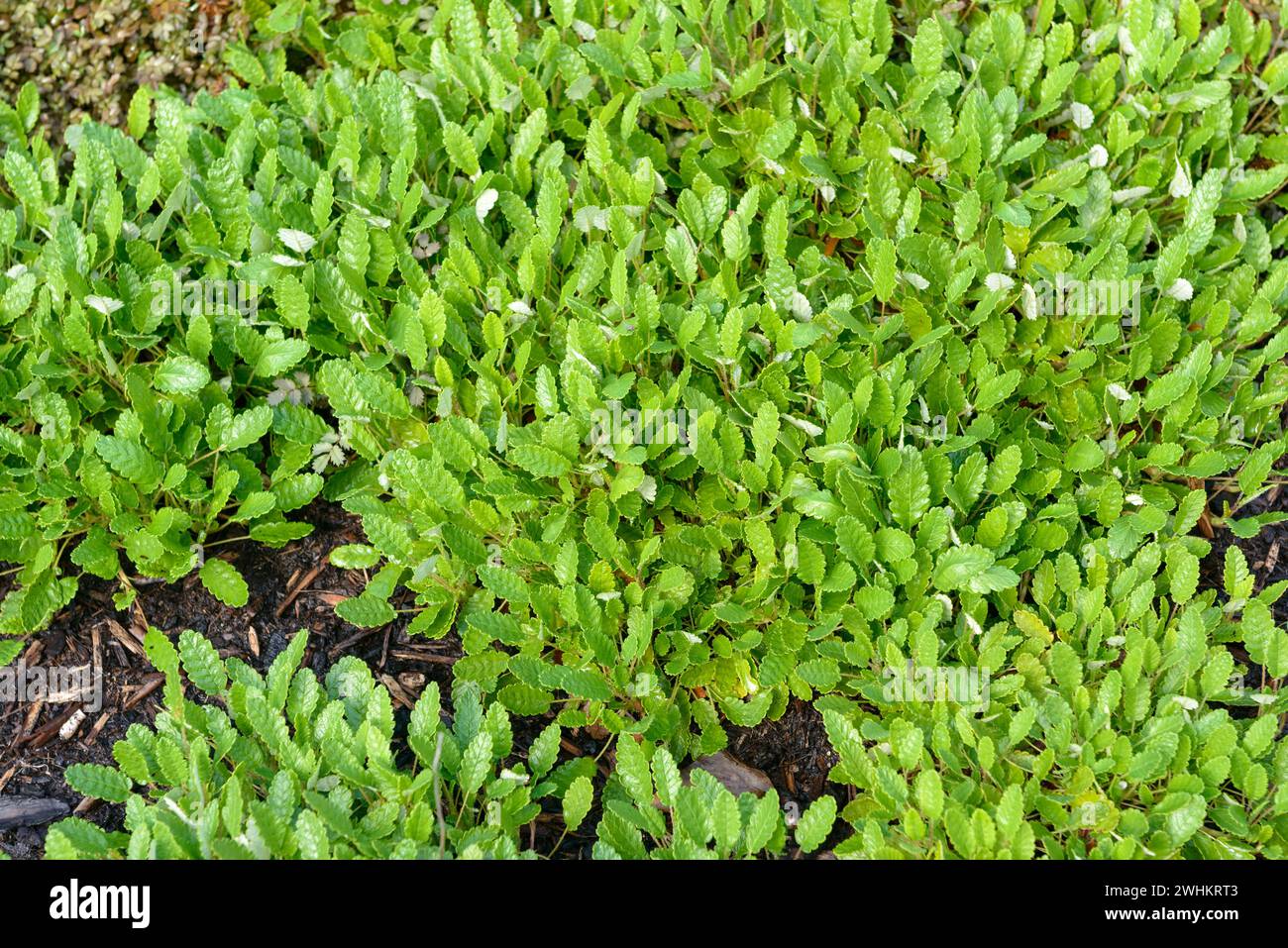 Suendermann's silverroot (Dryas x suendermannii), Federal Horticultural Show Havel Region 2015, Federal Republic of Germany Stock Photo