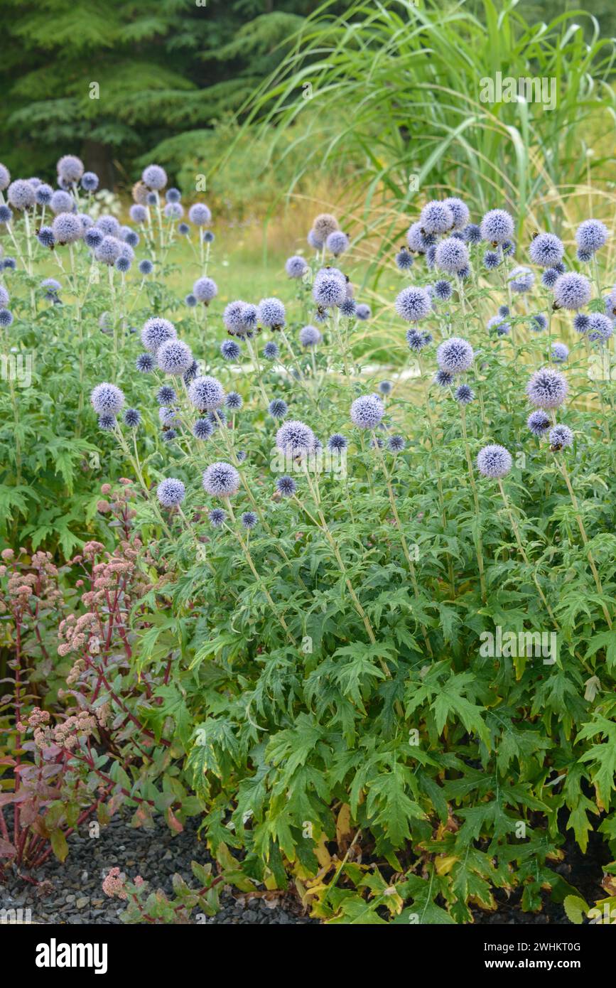 Banat globe thistle (Echinops bannaticus 'Taplow Blue'), Osnabrueck University of Applied Sciences, Federal Republic of Germany Stock Photo