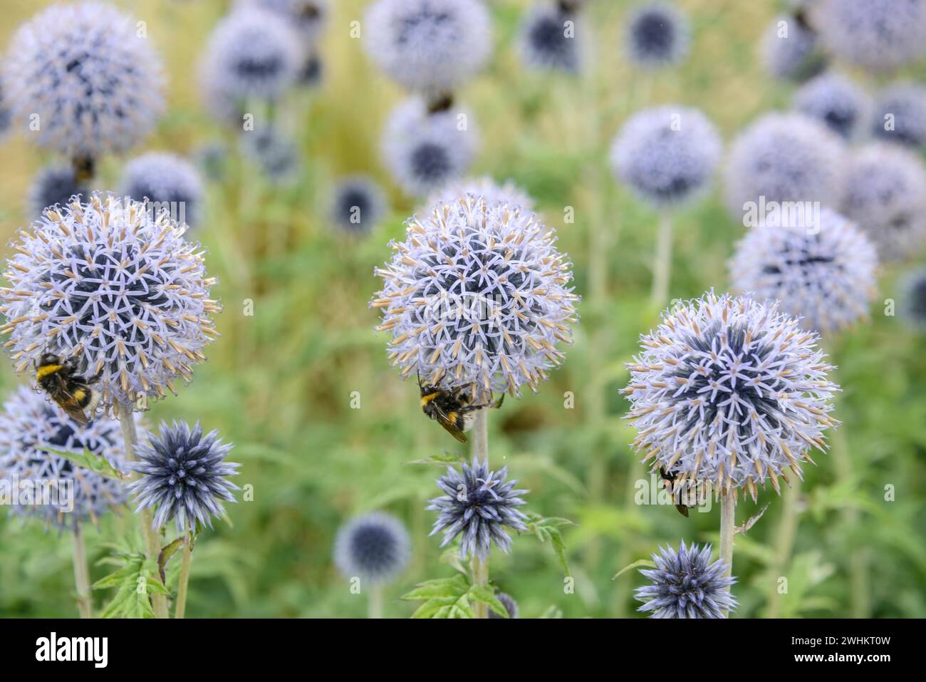Banat globe thistle (Echinops bannaticus 'Taplow Blue'), Osnabrueck University of Applied Sciences, Federal Republic of Germany Stock Photo