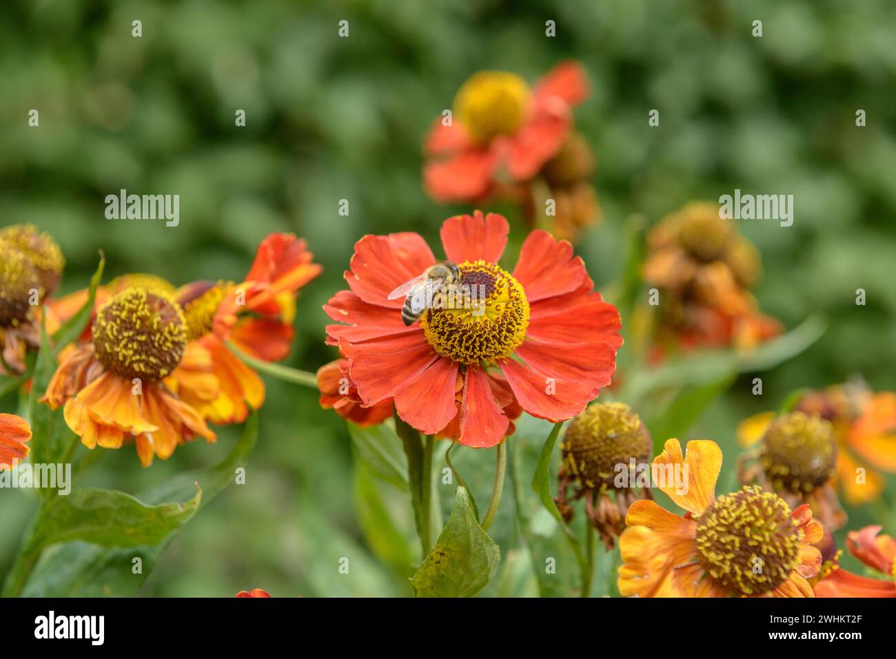 Sunflower (Helenium 'Baudirektor Linne'), Federal Garden Show Havelregion 2015, Federal Republic of Germany Stock Photo