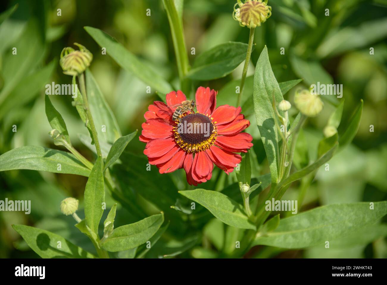 Sunflower (Helenium 'Baudirektor Linne'), Osnabrueck University of Applied Sciences, Federal Republic of Germany Stock Photo