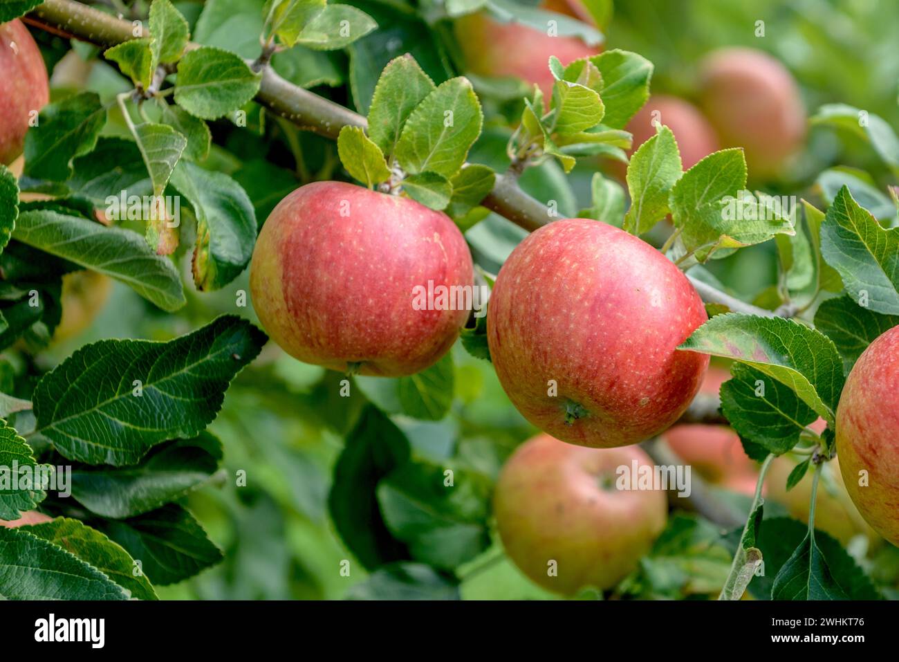 Apple (Malus domestica 'Alkmene'), State Research Centre for Agriculture and Fisheries, Federal Republic of Germany Stock Photo