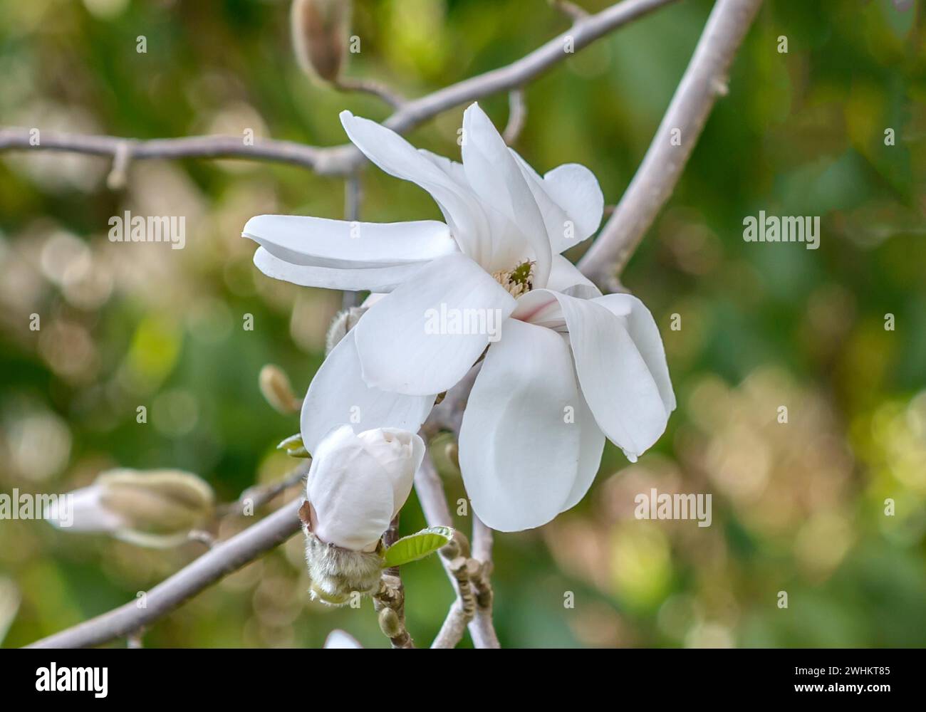 Loebner's magnolia (Magnolia x loebneri 'Merrill'), Wilhelma, Federal Republic of Germany Stock Photo