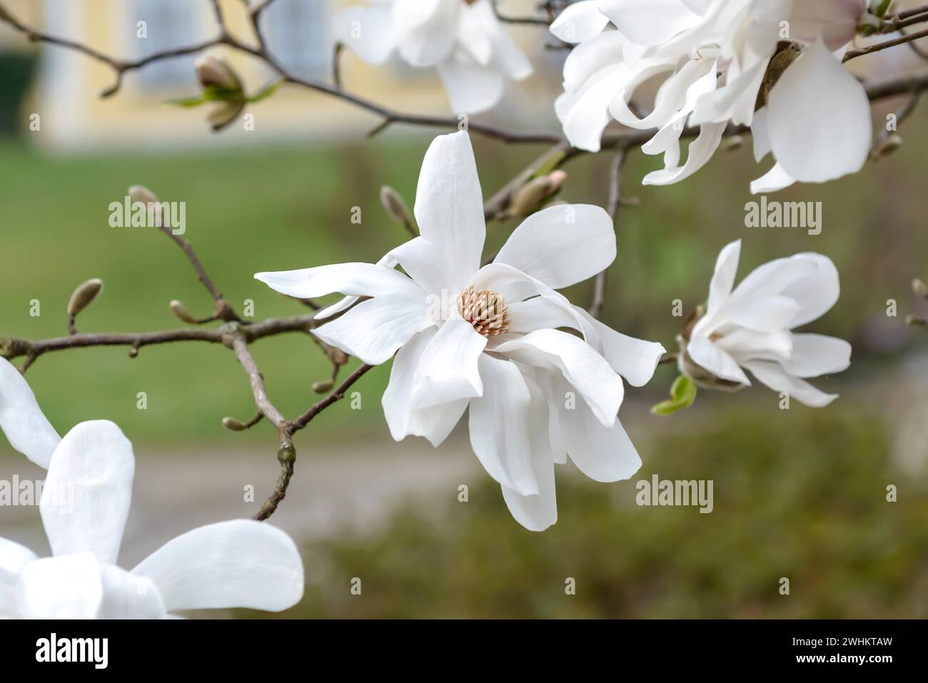Loebner's magnolia (Magnolia x loebneri 'Merrill'), HBLFA Vienna-Schoenbrunn, Federal Republic of Germany Stock Photo