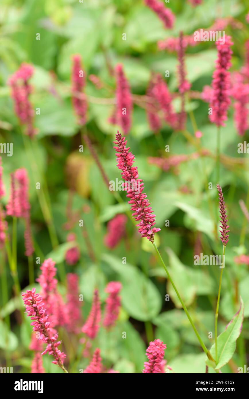 Candle knotweed (Persicaria amplexicaulis JS SANGRE), Federal Republic of Germany Stock Photo
