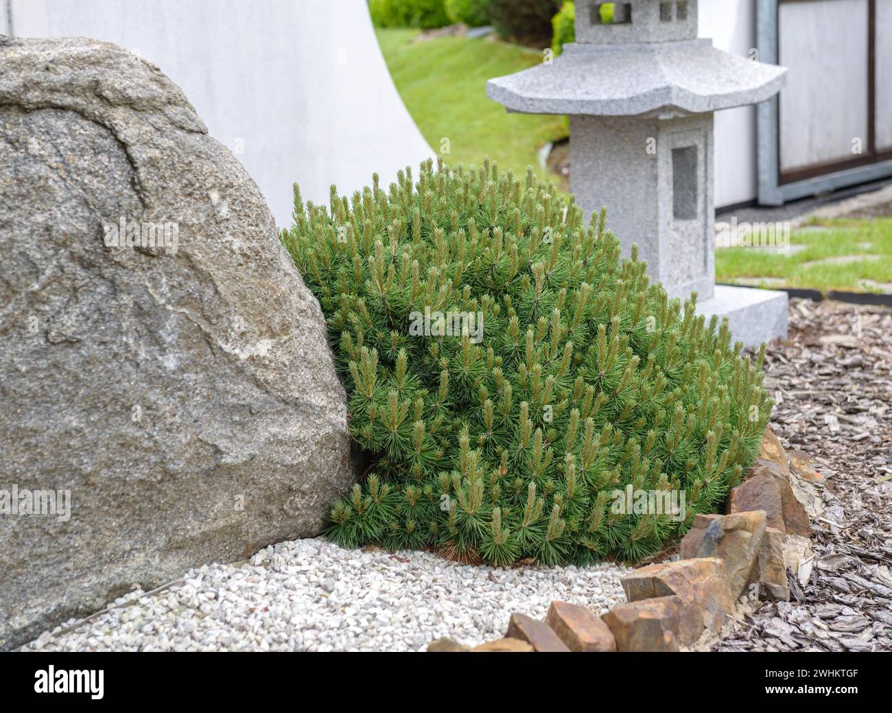 Krummholz pine (Pinus mugo 'pug'), Japanese Garden World, Federal Republic of Germany Stock Photo