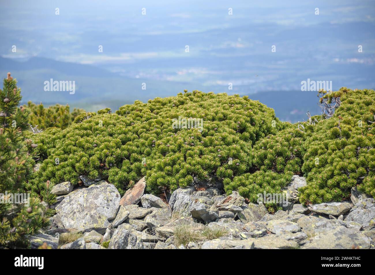 Krummholz pine (Pinus mugo var. pumilio), Krkonose Mountains, Schneekoppe, Federal Republic of Germany Stock Photo