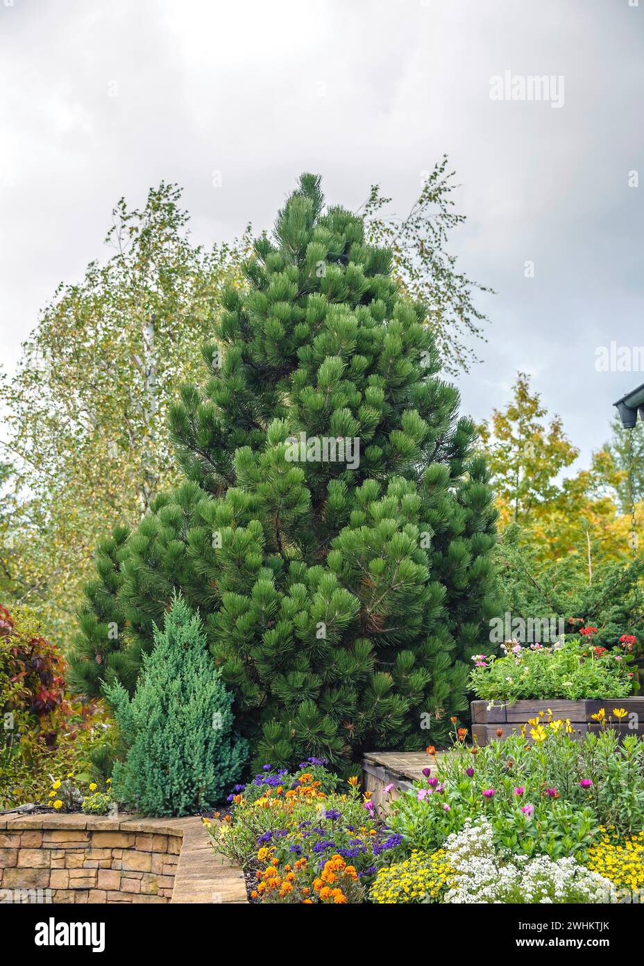 Snakeskin Pine (Pinus heldreichii 'Compact Gem'), Erich Schleich, Federal Republic of Germany Stock Photo
